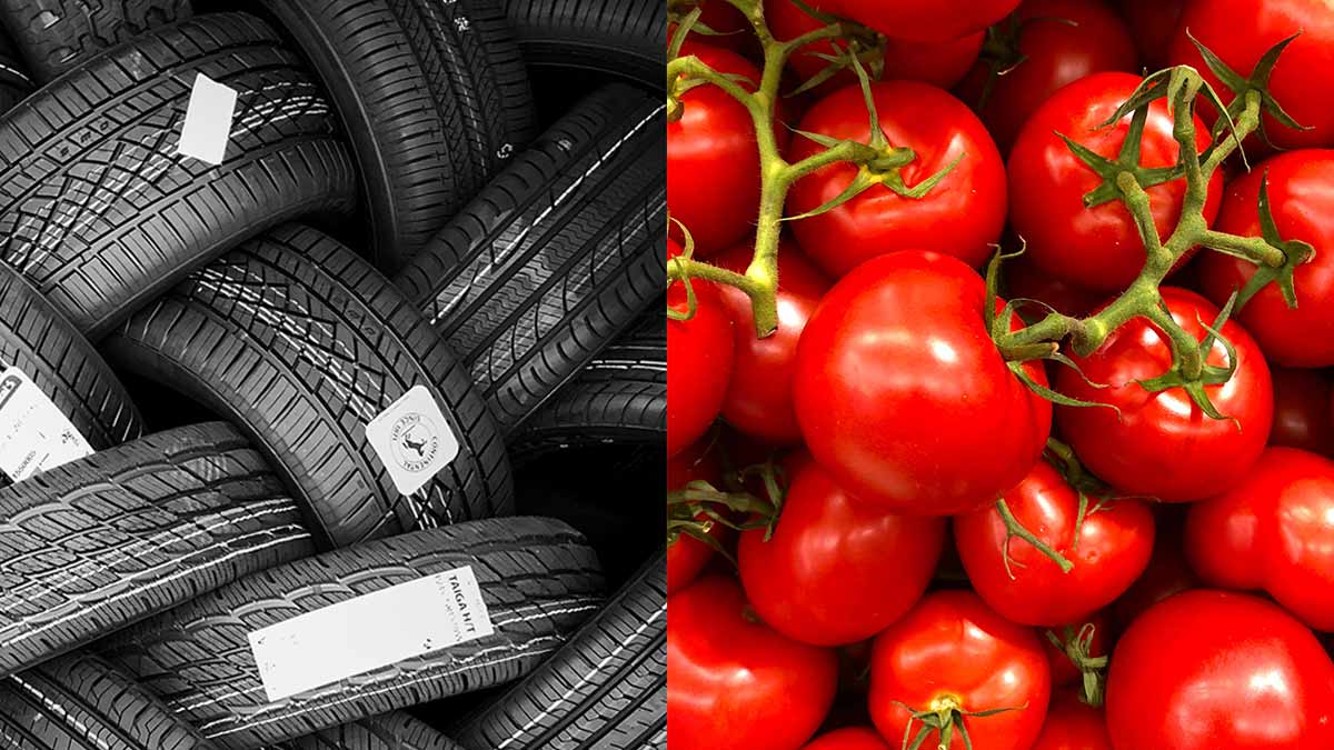 Enzimas do tomate podem gerar borracha natural, aponta pesquisa