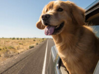 Férias, o Carro e o Cachorro