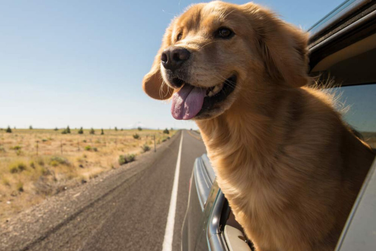 Férias, o Carro e o Cachorro