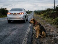 Câmara aprova suspender e cassar CNH de motoristas que abandonam animais na rua